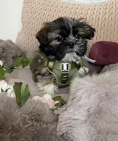 Legend, a male Shih Tzu for sale in Fredericksburg, VA – Photo 5 of 6