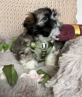 Legend, a male Shih Tzu for sale in Fredericksburg, VA – Photo 3 of 6