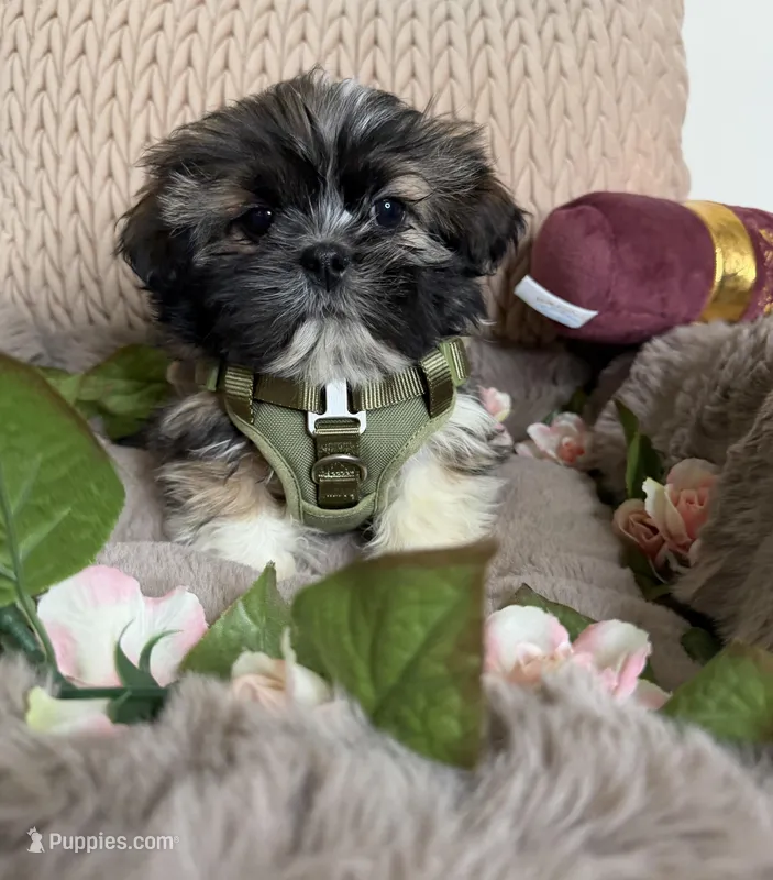 Legend – Shih Tzu puppy for sale in Fredericksburg, VA