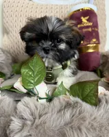 Legend, a male Shih Tzu for sale in Fredericksburg, VA – Photo 6 of 6