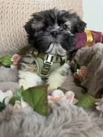 Legend, a male Shih Tzu for sale in Fredericksburg, VA – Photo 4 of 6