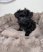 Baby Louie, a male Yorkipoo for sale in Fredericksburg, VA – 5 of 6