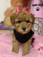 GiGi, a female Poodle - Toy  for sale in Fredericksburg, VA – Photo 3 of 4