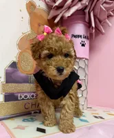 GiGi, a female Poodle - Toy  for sale in Fredericksburg, VA – Photo 4 of 4