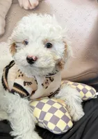 processed/82b194ea-f9a5-4670-b8d4-3111cb25e38c/listing/8b7caadc-0ce3-419f-a007-50b27559dd5a/32443931-8c6d-4090-a042-776e63353056