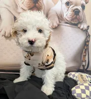 processed/82b194ea-f9a5-4670-b8d4-3111cb25e38c/listing/8b7caadc-0ce3-419f-a007-50b27559dd5a/849bf41a-09fe-4eb8-8bb7-ab6bfc6ef68e