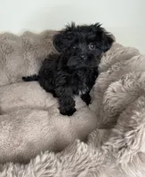 Baby Louie, a male Yorkipoo for sale in Fredericksburg, VA – 4 of 6
