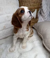 Theo, a male Cavalier King Charles Spaniel for sale in Fredericksburg, VA – 2 of 7