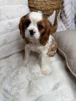 Theo, a male Cavalier King Charles Spaniel for sale in Fredericksburg, VA – 6 of 7