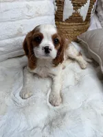 Theo, a male Cavalier King Charles Spaniel for sale in Fredericksburg, VA – 1 of 7