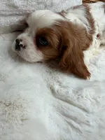 Theo, a male Cavalier King Charles Spaniel for sale in Fredericksburg, VA – 3 of 7