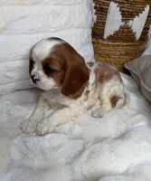 Theo, a male Cavalier King Charles Spaniel for sale in Fredericksburg, VA – 7 of 7