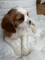 Theo, a male Cavalier King Charles Spaniel for sale in Fredericksburg, VA – 5 of 7
