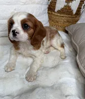 Theo, a male Cavalier King Charles Spaniel for sale in Fredericksburg, VA – 4 of 7
