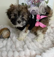 Paris Monroe, a female Havanese for sale in Fredericksburg, VA – 6 of 9