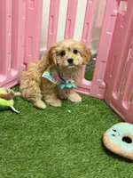 Candy, a female Cavapoo for sale in Fredericksburg, VA – Photo 7 of 7