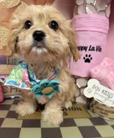 Candy, a female Cavapoo for sale in Fredericksburg, VA – Photo 5 of 7