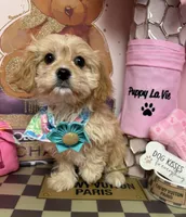 Candy, a female Cavapoo for sale in Fredericksburg, VA – Photo 1 of 7