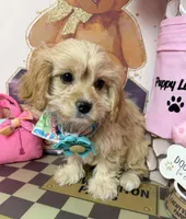 Candy, a female Cavapoo for sale in Fredericksburg, VA – Photo 2 of 7