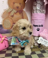 Candy, a female Cavapoo for sale in Fredericksburg, VA – Photo 6 of 7