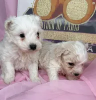 Maltipoo , a male Maltipoo for sale in Fredericksburg, VA – Photo 6 of 6