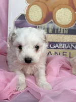 Maltipoo , a male Maltipoo for sale in Fredericksburg, VA – Photo 3 of 6
