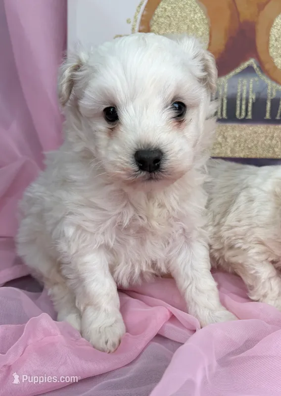 Maltipoo 