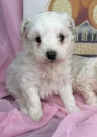 Maltipoo , a male Maltipoo for sale in Fredericksburg, VA – Photo 1 of 6