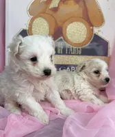 Maltipoo , a male Maltipoo for sale in Fredericksburg, VA – Photo 5 of 6
