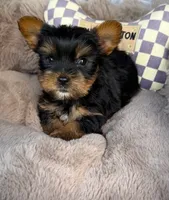 Nico 💙 | Male Toy Yorkie, a male Yorkshire Terrier for sale in Fredericksburg, VA – 4 of 6