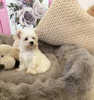 Rosie Lu, a female Morkie for sale in Fredericksburg, VA – 10 of 10