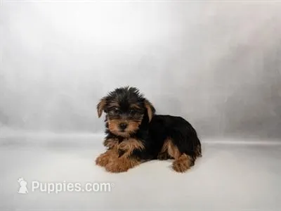 Royalty: AKC Registered Female Yorkie Puppy, a female Yorkshire Terrier for sale in Fredericksburg, VA – Photo 1 of 1