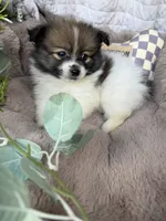 Poppy Rae 🌸 | Female Toy Pomeranian, a female Pomeranian for sale in Fredericksburg, VA – 5 of 5