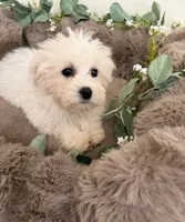 Ivy Rae, a female Shichon for sale in Fredericksburg, VA – 4 of 7