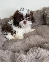 Tucker Lee, a male Shih Tzu for sale in Fredericksburg, VA – 4 of 4