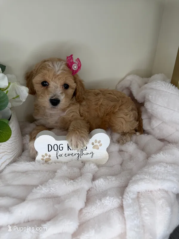 Parker, a female Maltipoo for sale in Fredericksburg, VA – 1 of 7
