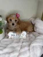 Parker, a female Maltipoo for sale in Fredericksburg, VA – 1 of 7