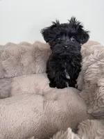 Baby Louie, a male Yorkipoo for sale in Fredericksburg, VA – 3 of 6