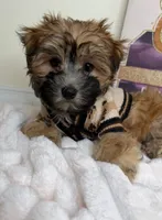 Benny James, a male Maltese and Silky Terrier for sale in Fredericksburg, VA – 5 of 9
