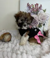 Paris Monroe, a female Havanese for sale in Fredericksburg, VA – 3 of 9