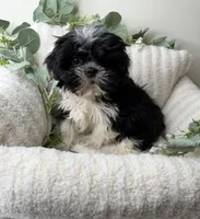 Jacob 🧸 | Male Teddy Bear Puppy, a male Shichon for sale in Fredericksburg, VA – 5 of 5