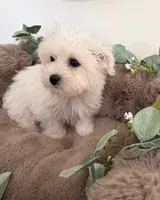 Ivy Rae, a female Shichon for sale in Fredericksburg, VA – 2 of 7