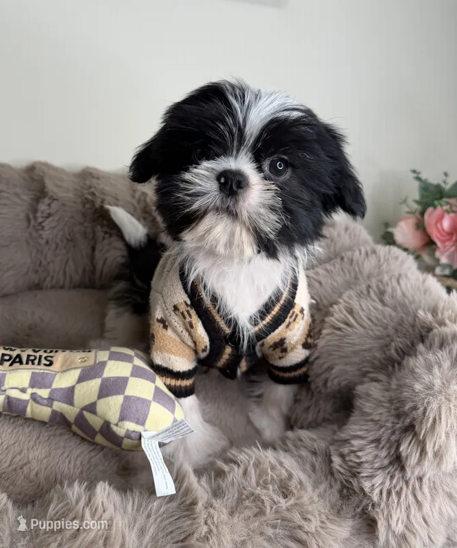 Jacob 🧸 | Male Teddy Bear Puppy – Shichon puppy for sale in Fredericksburg, VA