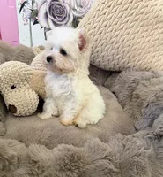 Rosie Lu, a female Morkie for sale in Fredericksburg, VA – 8 of 10