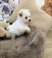 Rosie Lu, a female Morkie for sale in Fredericksburg, VA – 7 of 10