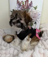 Paris Monroe, a female Havanese for sale in Fredericksburg, VA – 7 of 9