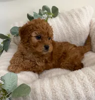 Ruby Jean, a female Cavapoo for sale in Fredericksburg, VA – 10 of 10