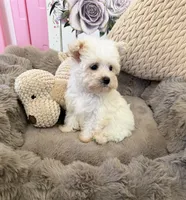 Rosie Lu, a female Morkie for sale in Fredericksburg, VA – 5 of 10