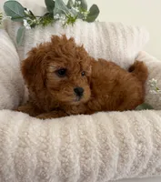 Ruby Jean, a female Cavapoo for sale in Fredericksburg, VA – 5 of 10