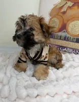 Benny James, a male Maltese and Silky Terrier for sale in Fredericksburg, VA – 7 of 9